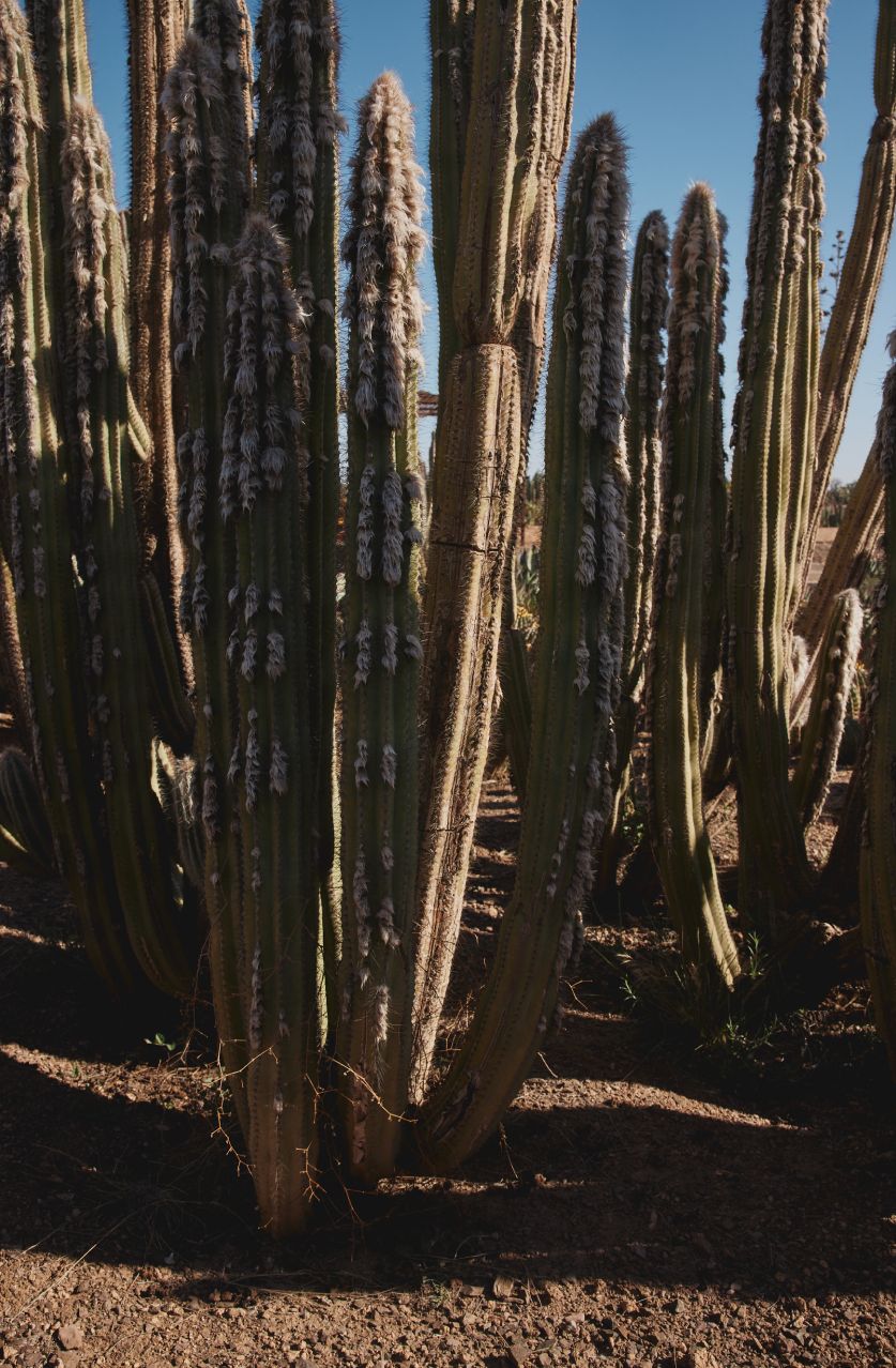 Des cactus