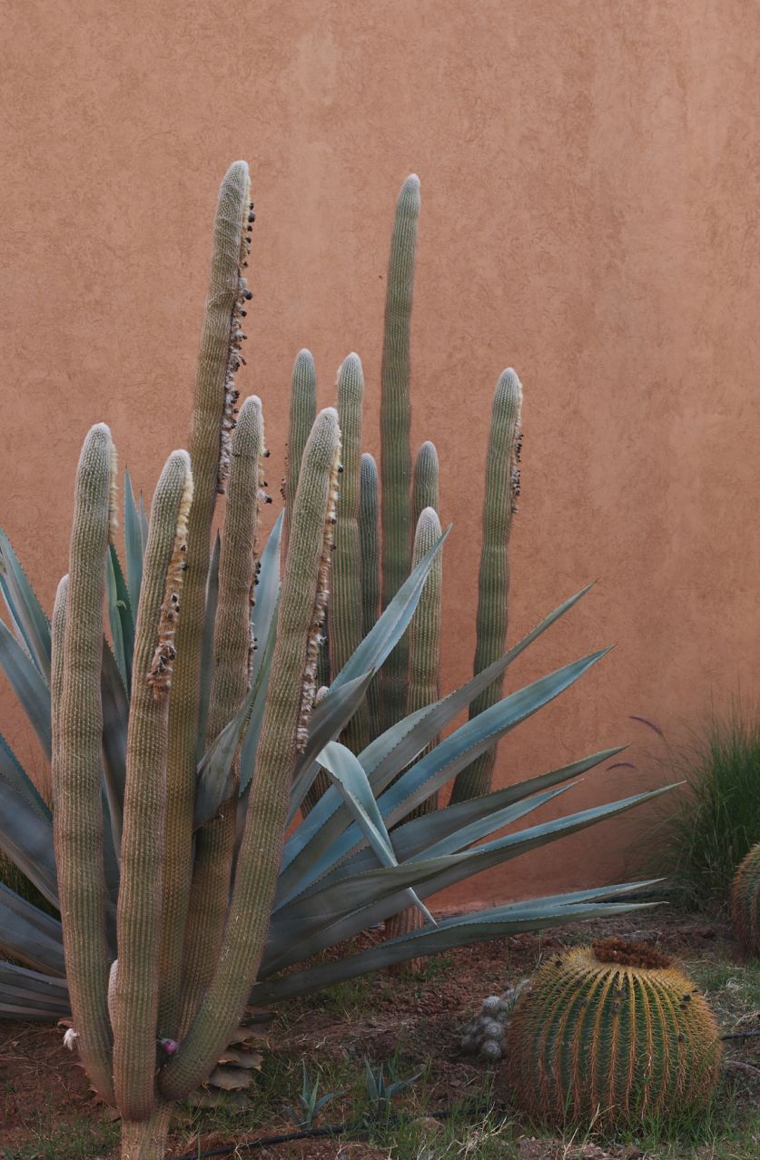 Des cactus